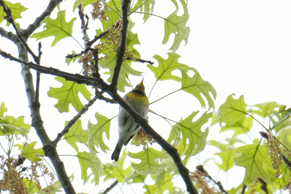 Northern Parula - Russ Smiley