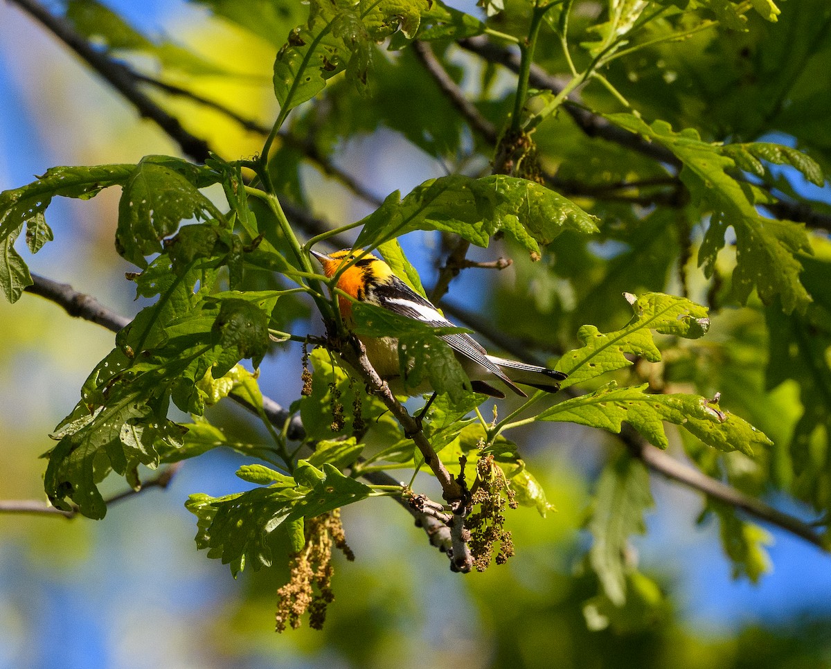 Blackburnian Warbler - David Taliaferro