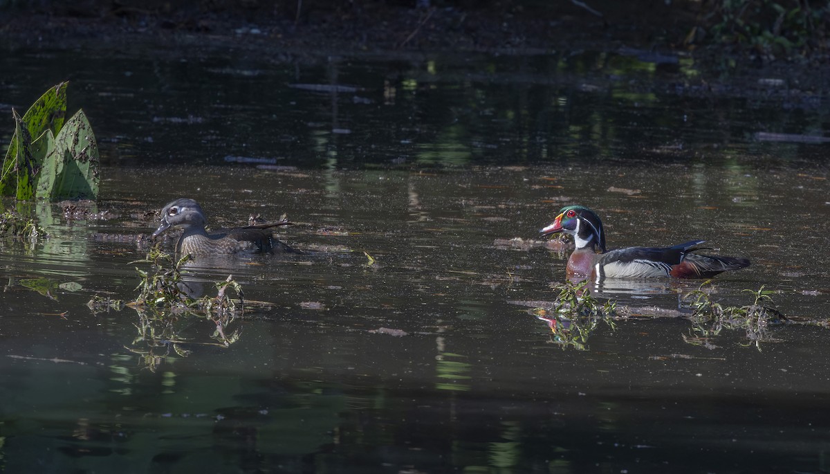 Wood Duck - barbara taylor