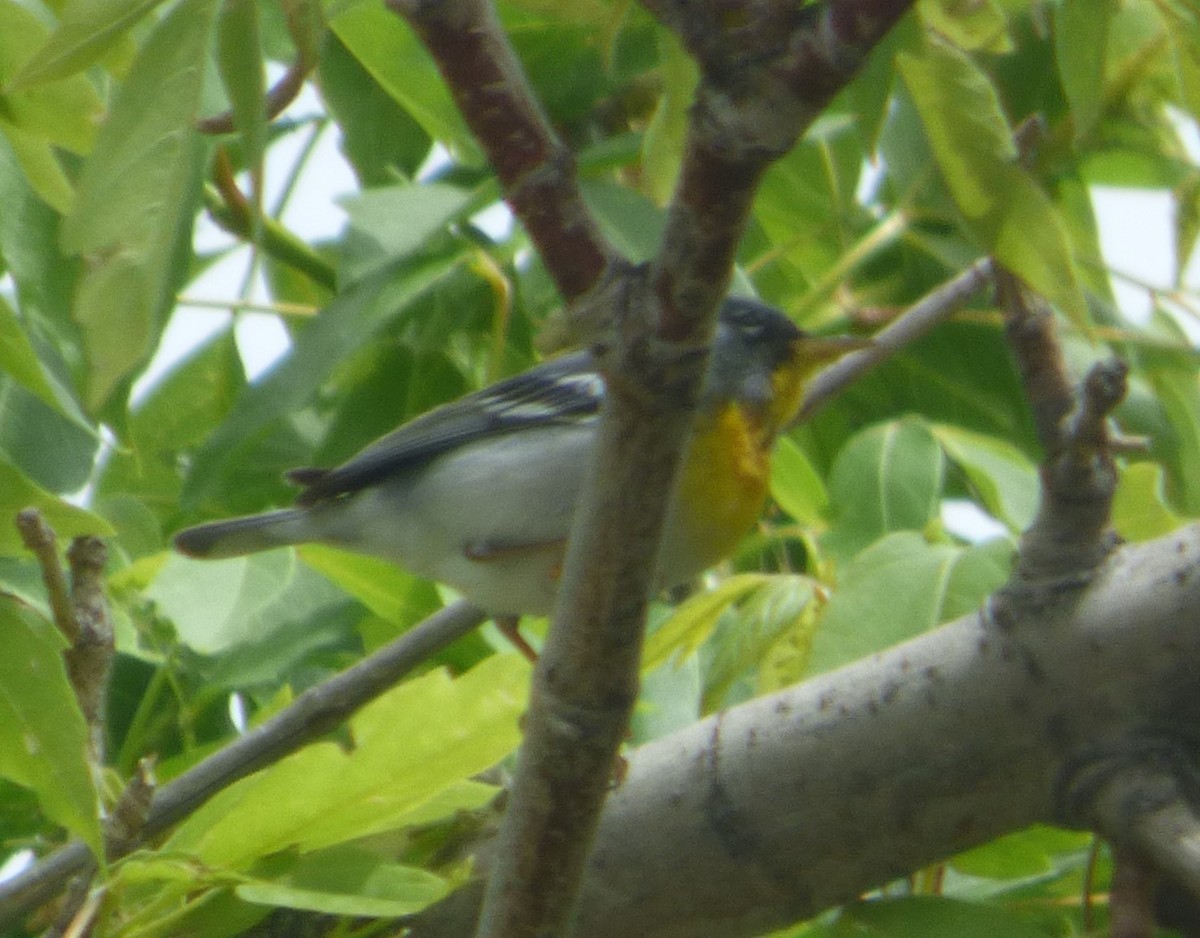 Parula Norteña - ML618835660