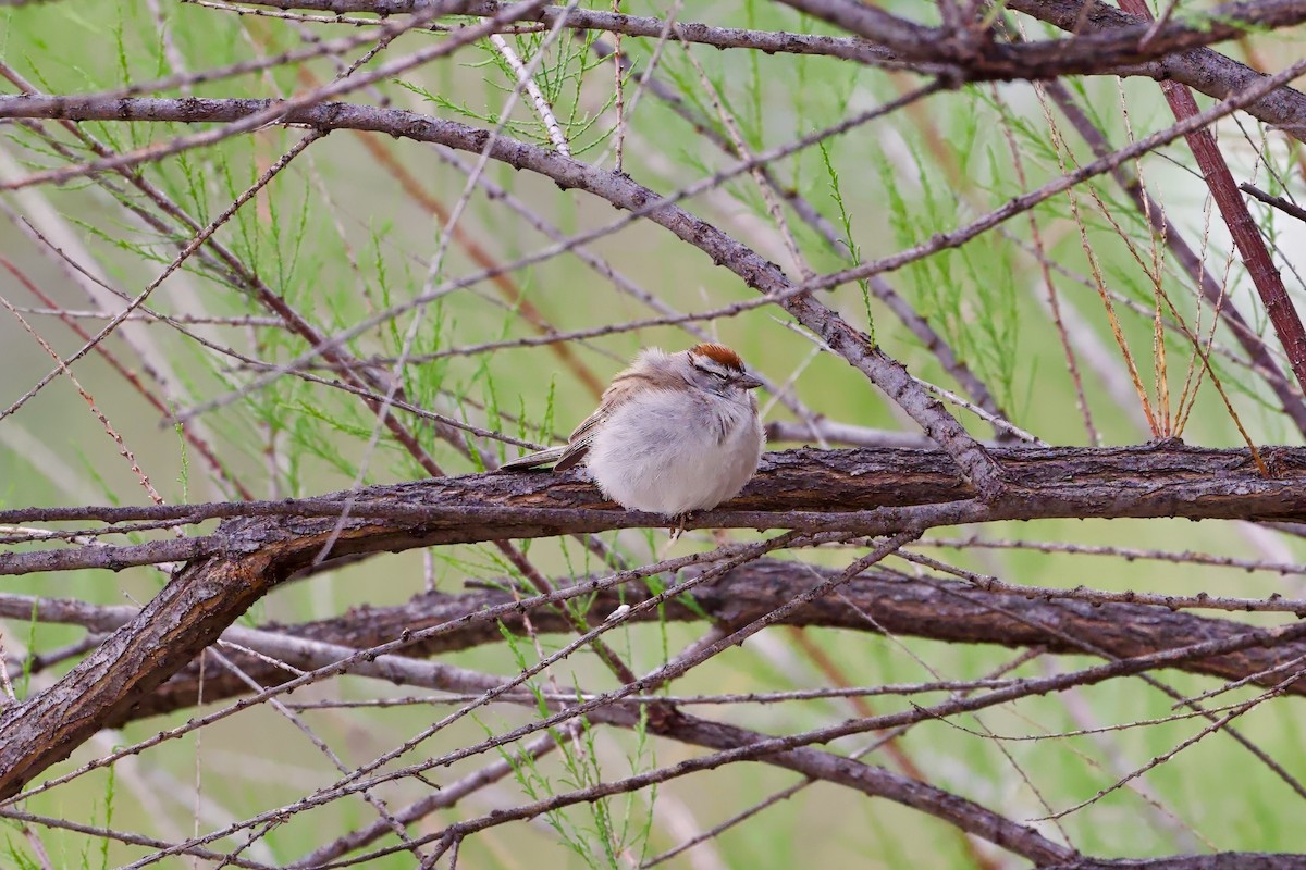 Chipping Sparrow - Bill Schneider