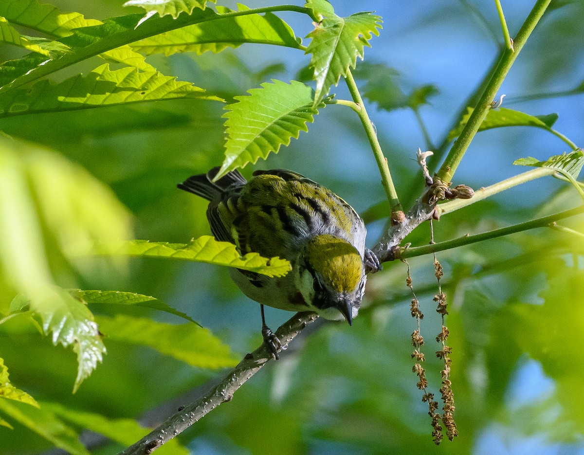 Chestnut-sided Warbler - David Taliaferro