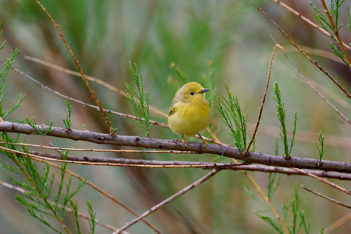 Yellow Warbler - Bill Schneider