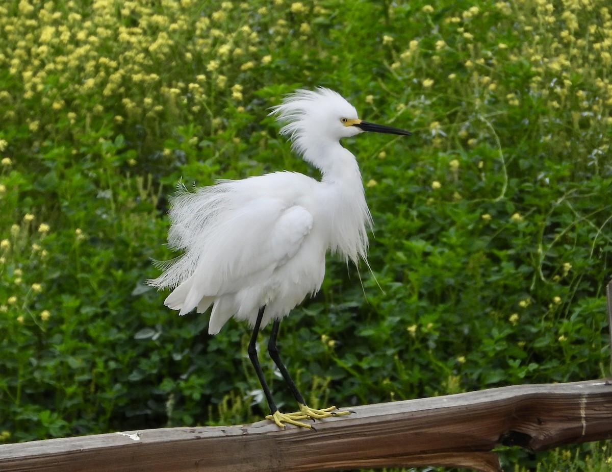 Snowy Egret - Cathie Canepa