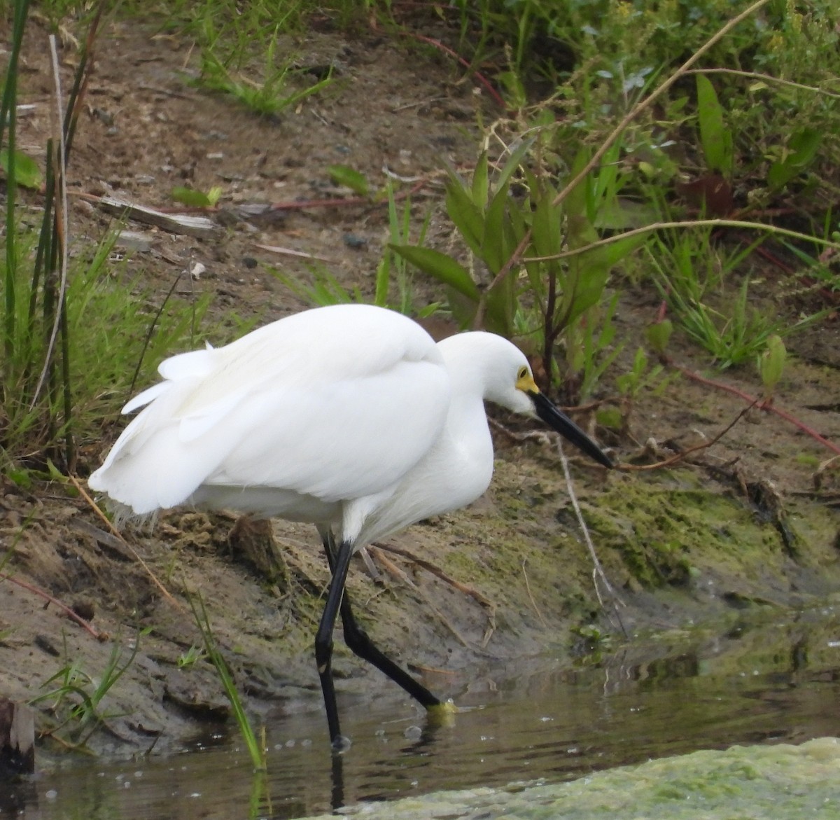 Snowy Egret - Cathie Canepa