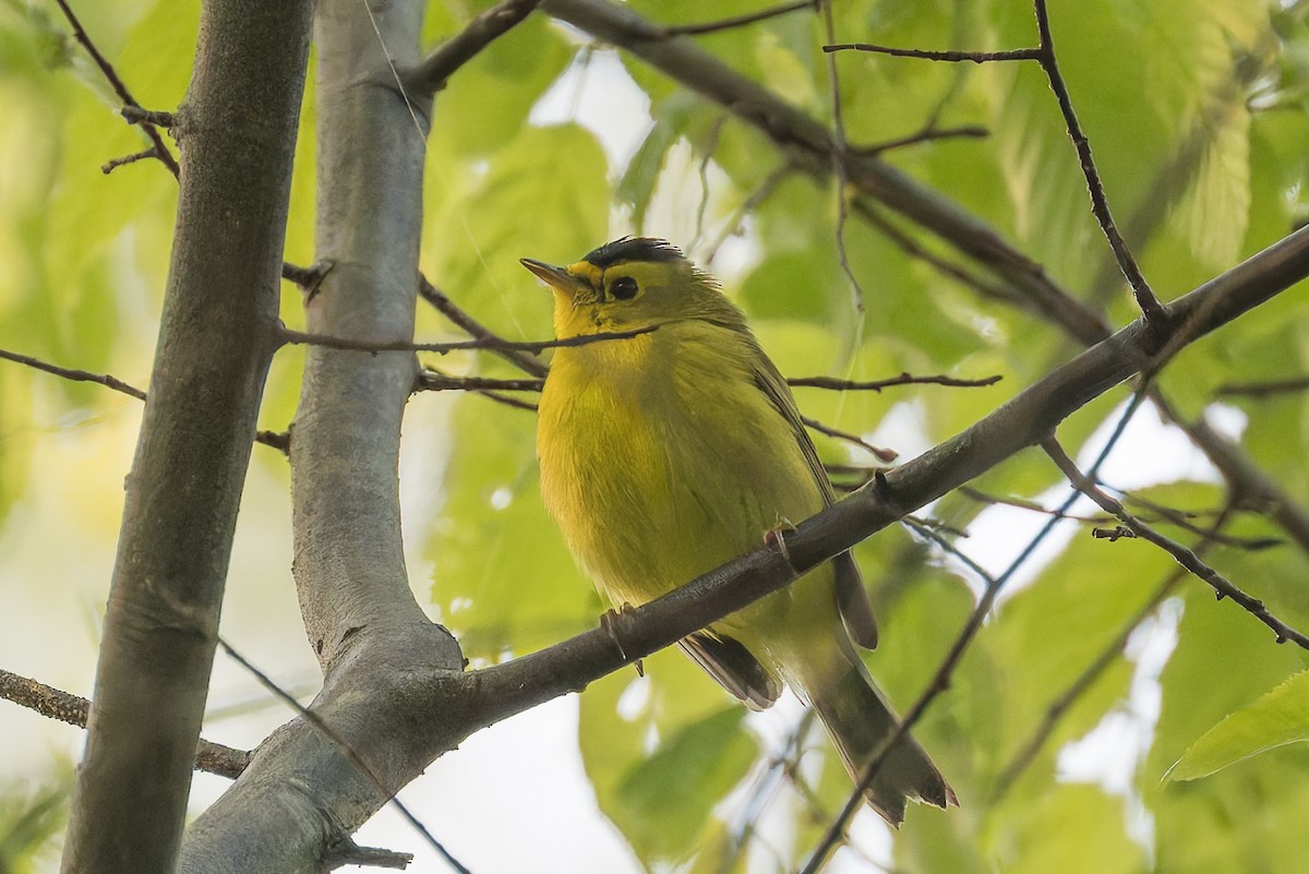 Wilson's Warbler - David Eberly