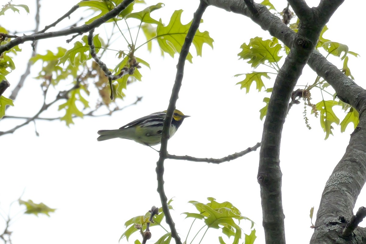 Black-throated Green Warbler - ML618835716