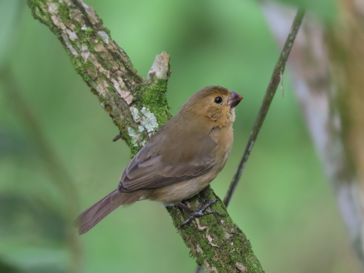 Yellow-bellied Seedeater - Cristian Cufiño