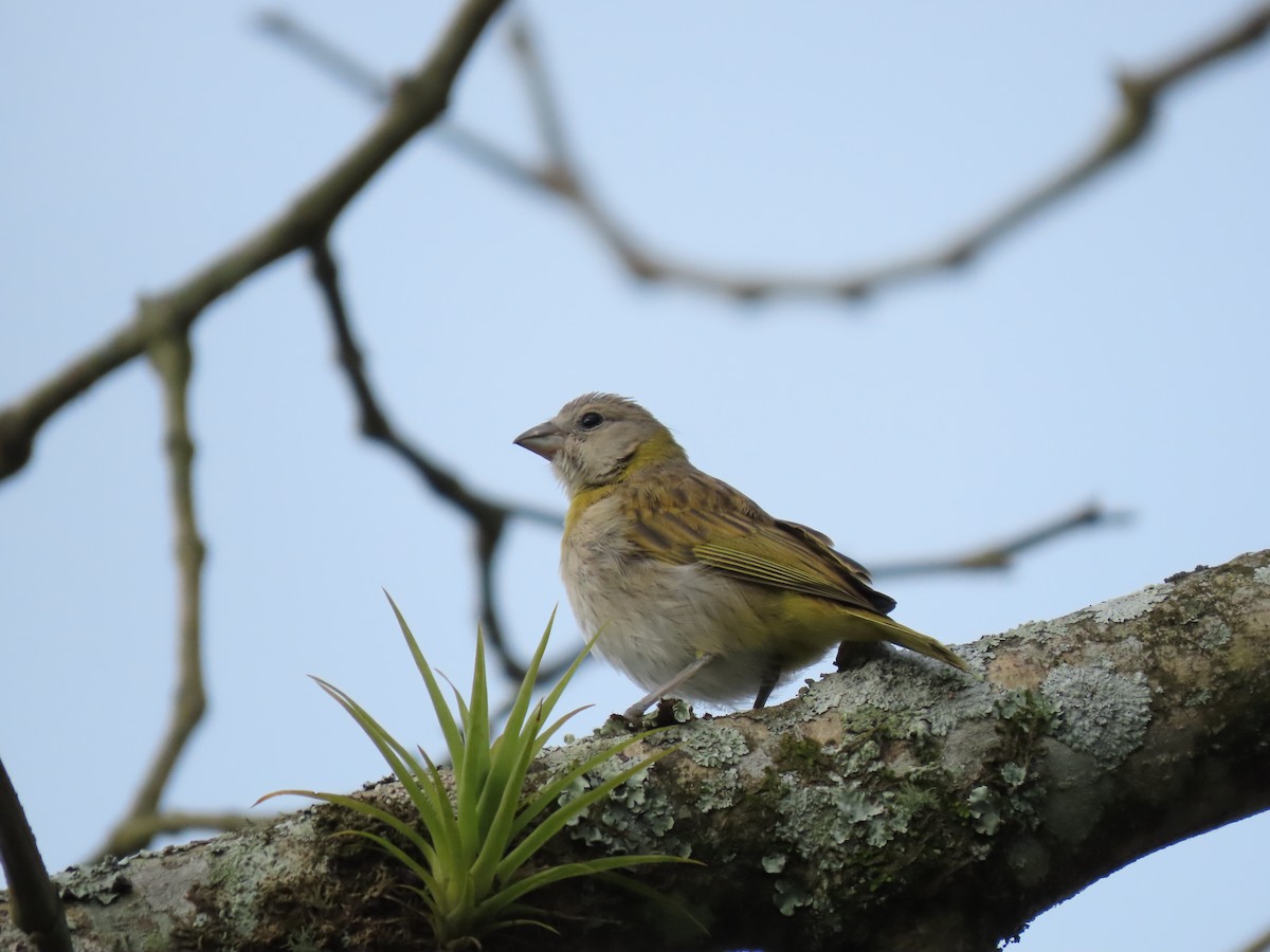 Saffron Finch - Cristian Cufiño