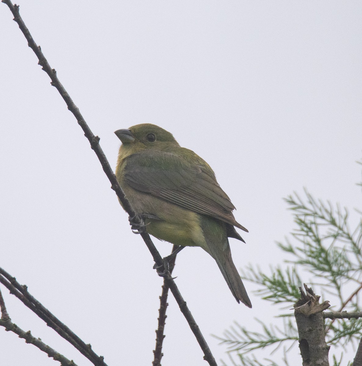 Painted Bunting - ML618835759