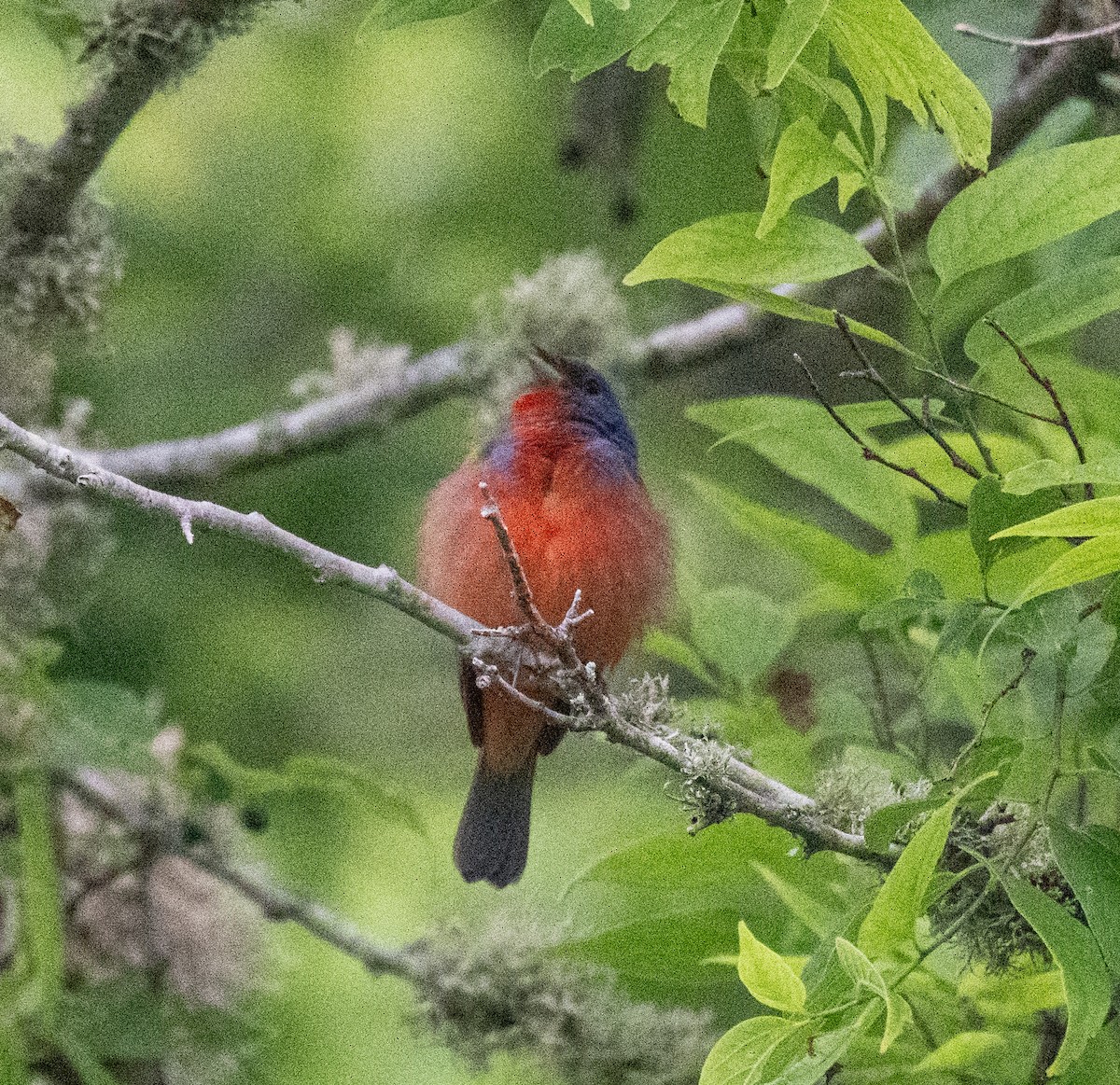 Painted Bunting - ML618835760
