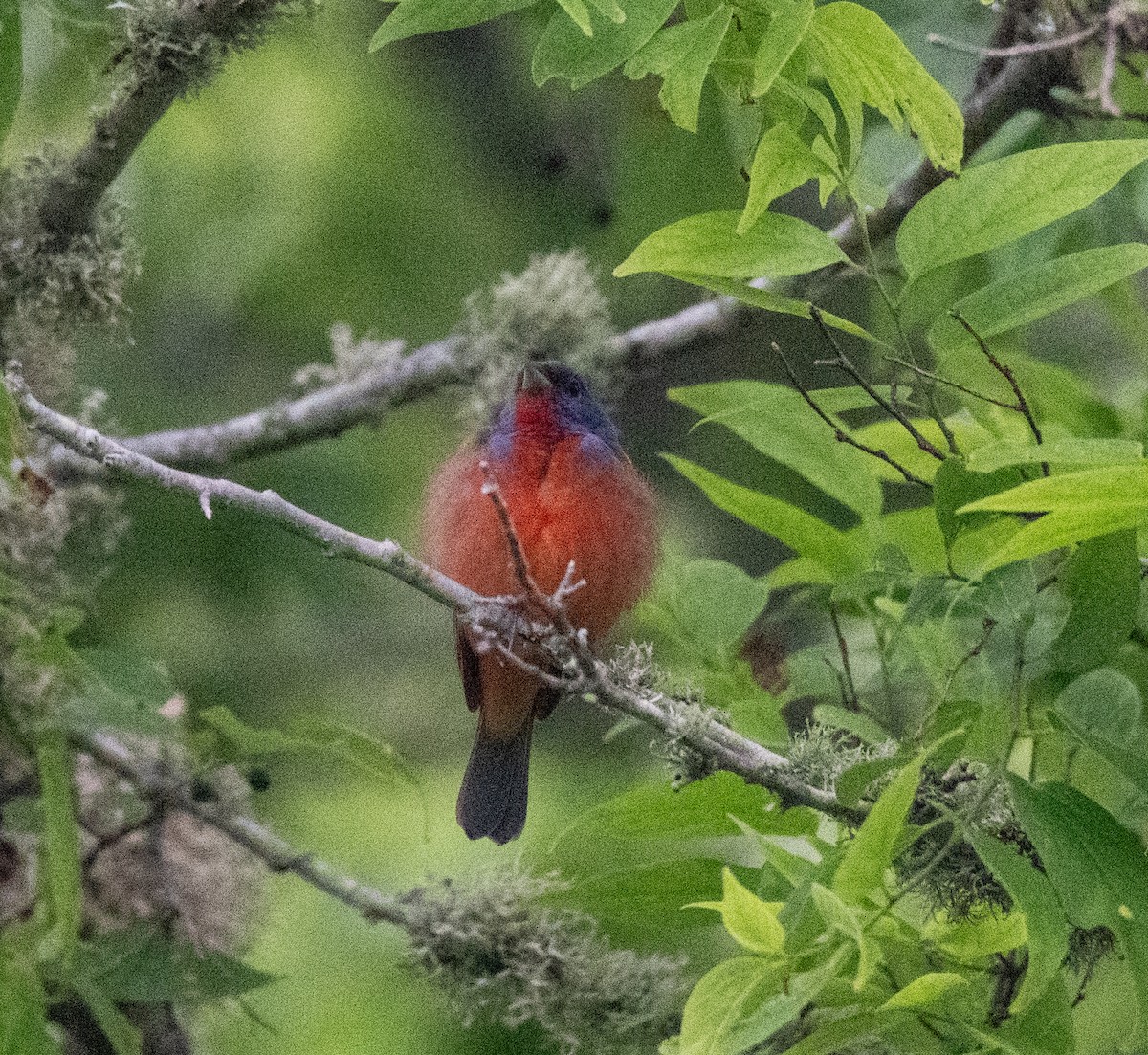 Painted Bunting - ML618835761