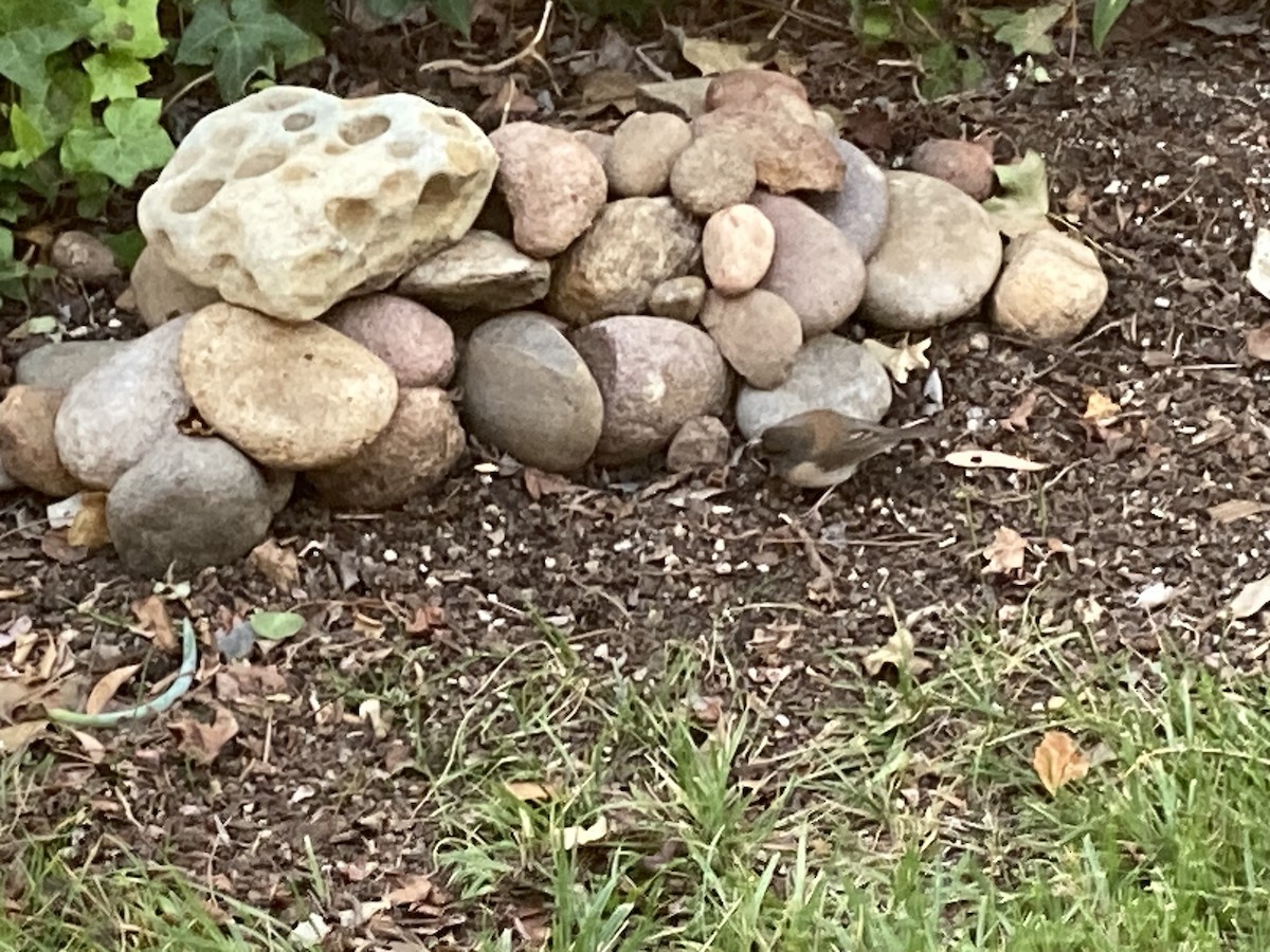 Dark-eyed Junco (Oregon) - Marie Connors