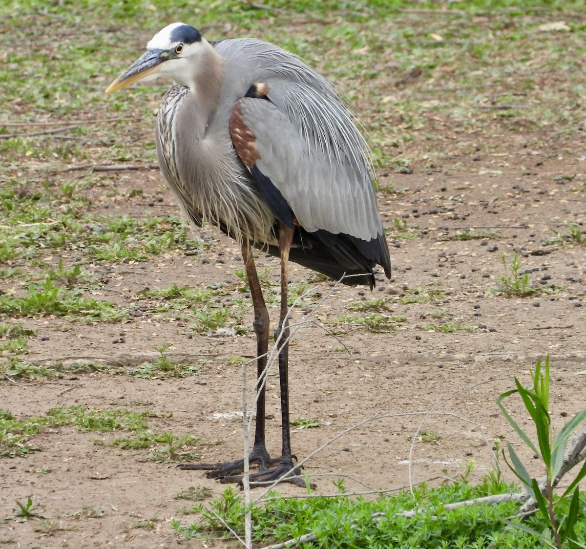 Great Blue Heron - Cathie Canepa