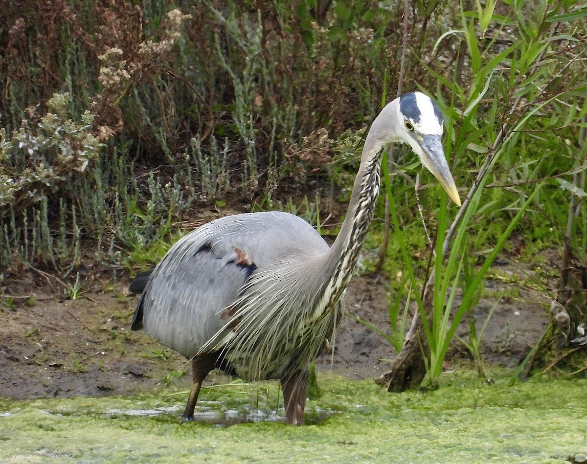 Great Blue Heron - Cathie Canepa