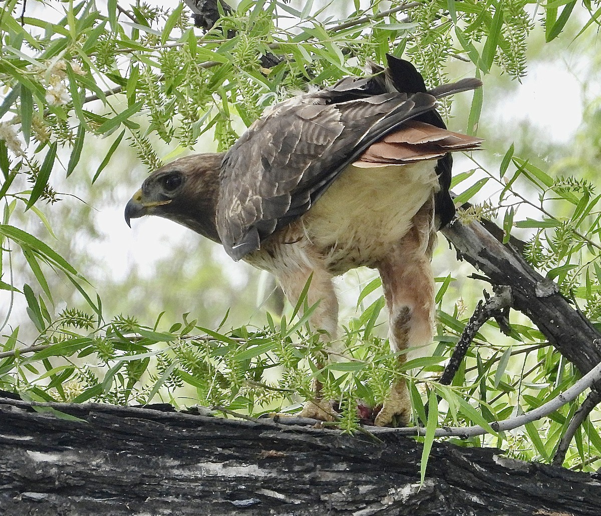 Red-tailed Hawk - Cathie Canepa