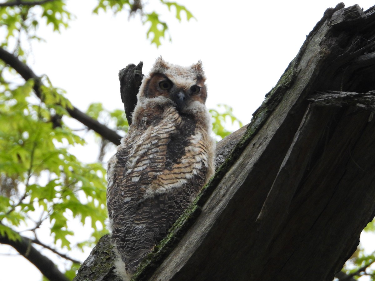 Great Horned Owl - Shirley Andrews