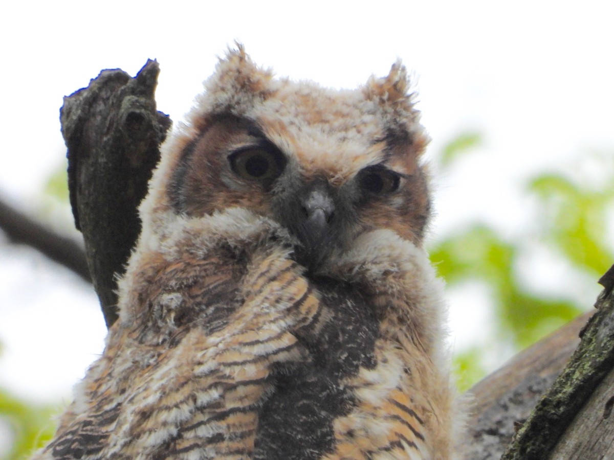 Great Horned Owl - Shirley Andrews