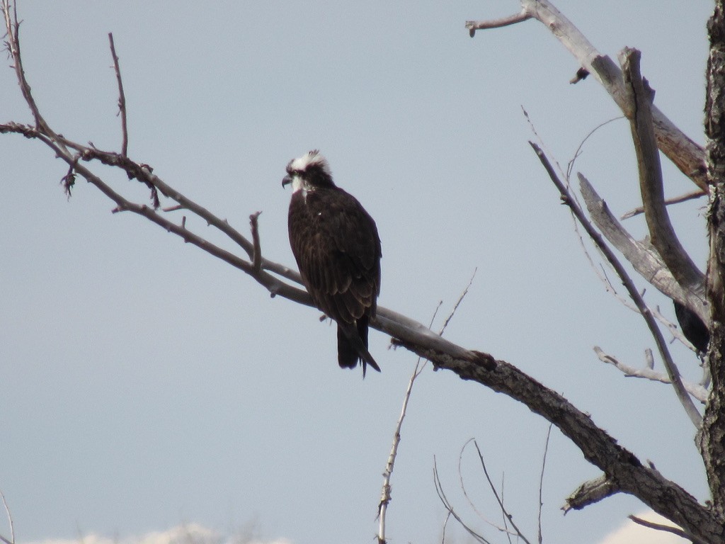 Osprey - Laurel Armstrong