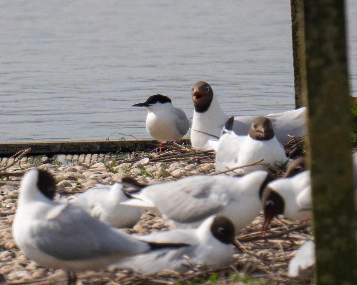 Roseate Tern - Aaron Long