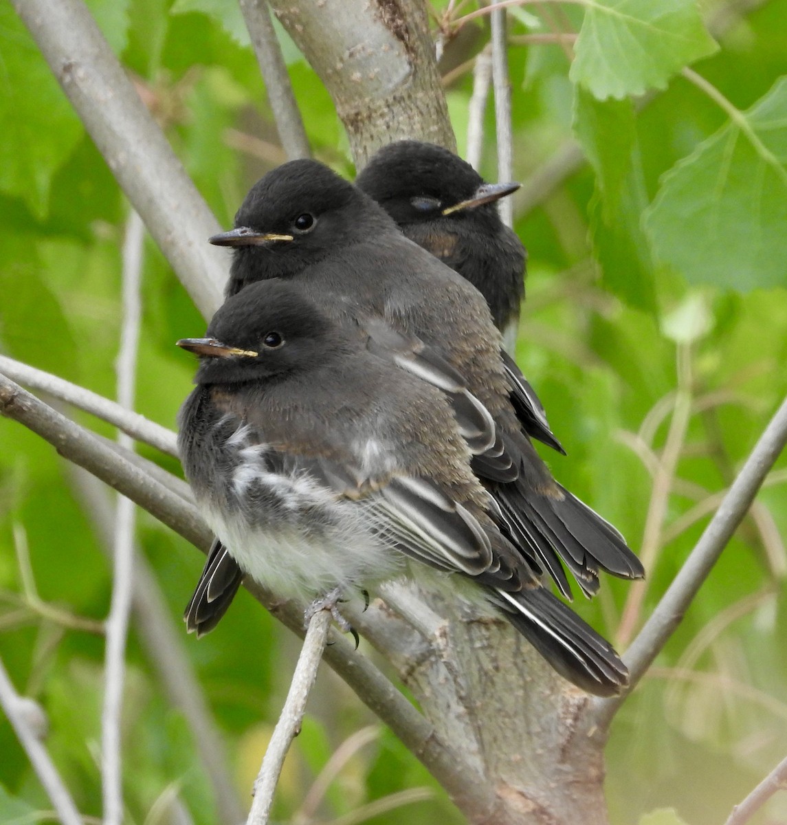 Black Phoebe - Cathie Canepa