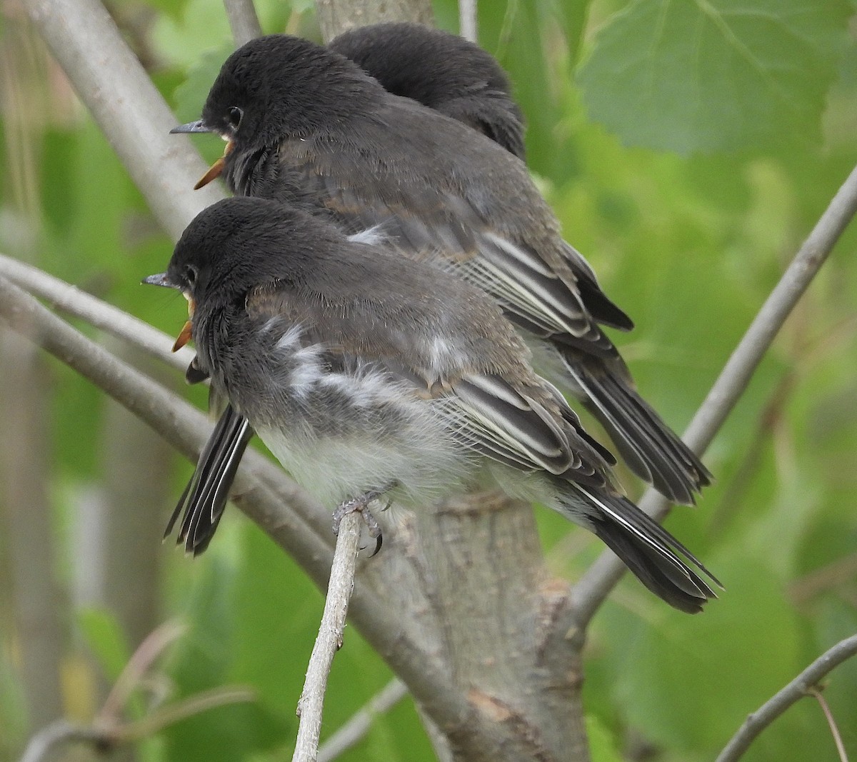 Black Phoebe - Cathie Canepa