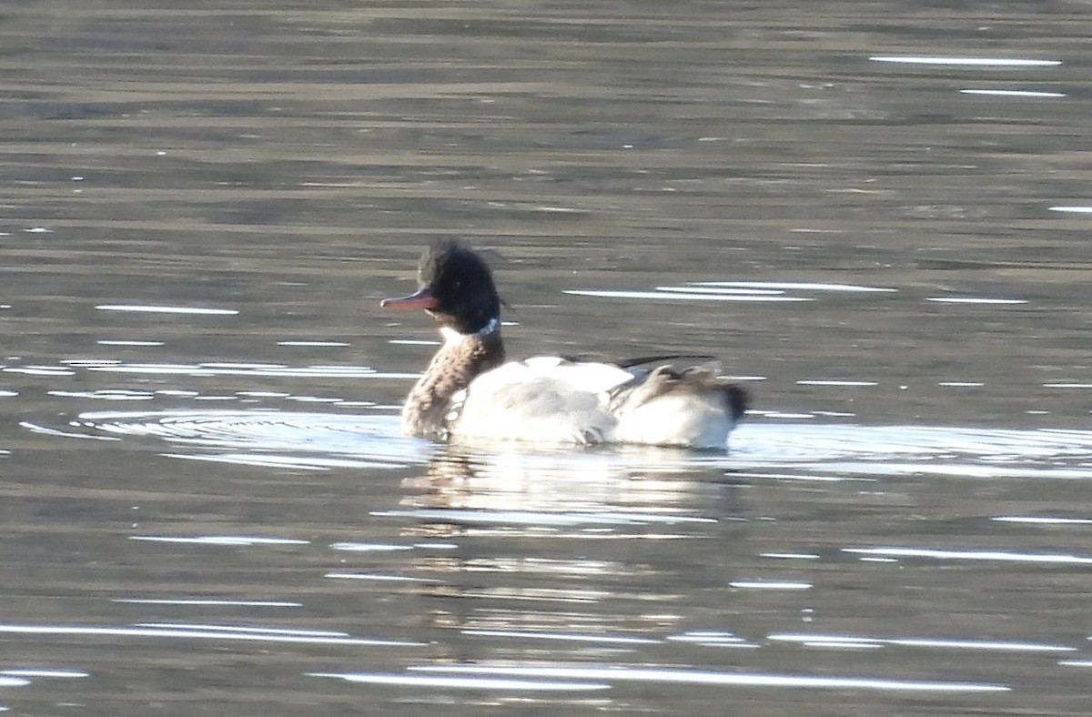 Red-breasted Merganser - Erica Kawata