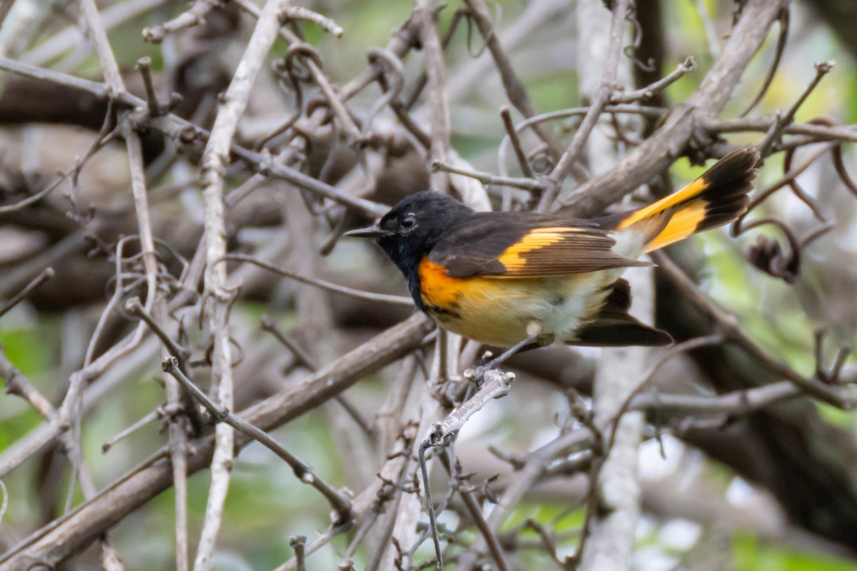 American Redstart - Steven Self