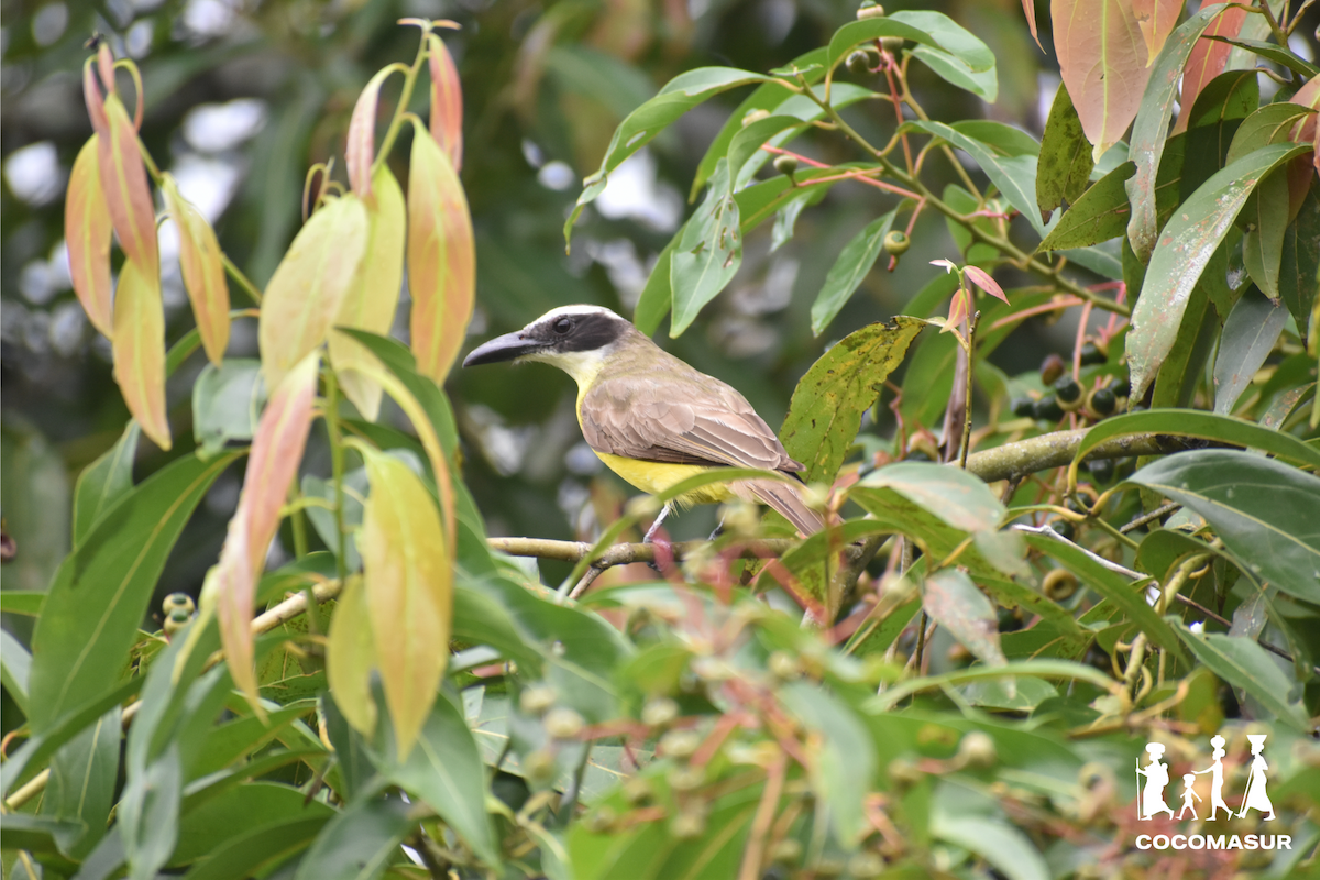 Boat-billed Flycatcher - Consejo Comunitario COCOMASUR