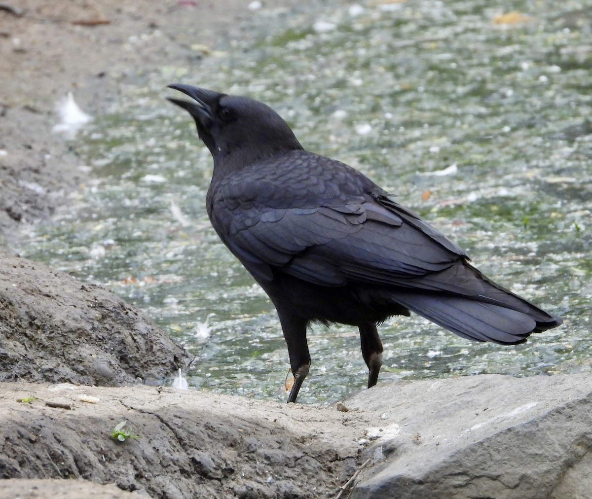 American Crow - Cathie Canepa