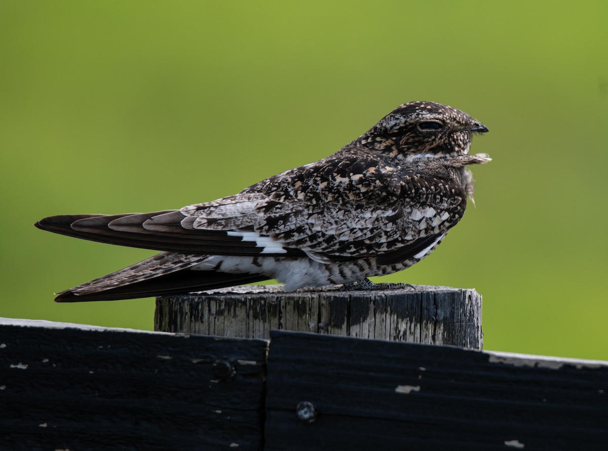 Common Nighthawk - Robert Provost