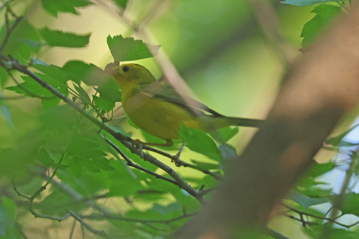 Wilson's Warbler - Corey Finger