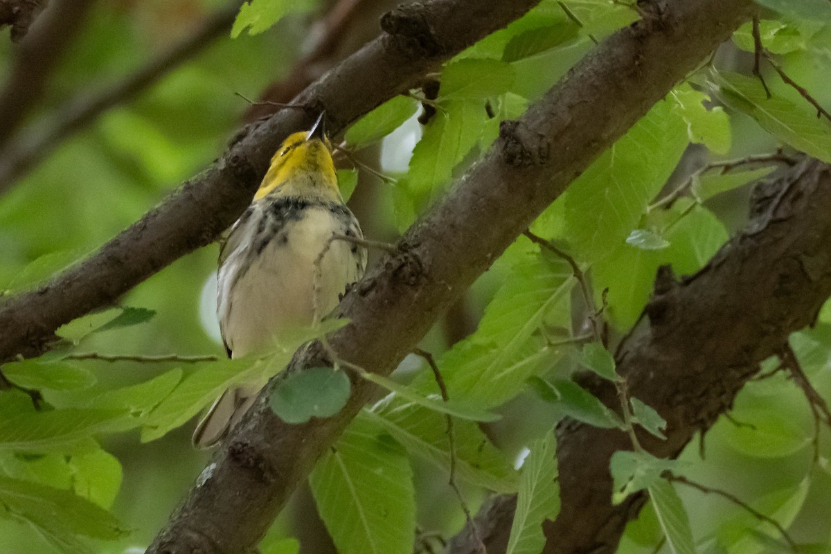 Black-throated Green Warbler - Steven Self