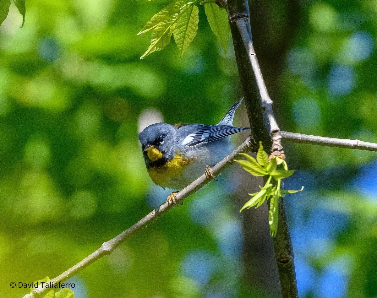 Northern Parula - David Taliaferro