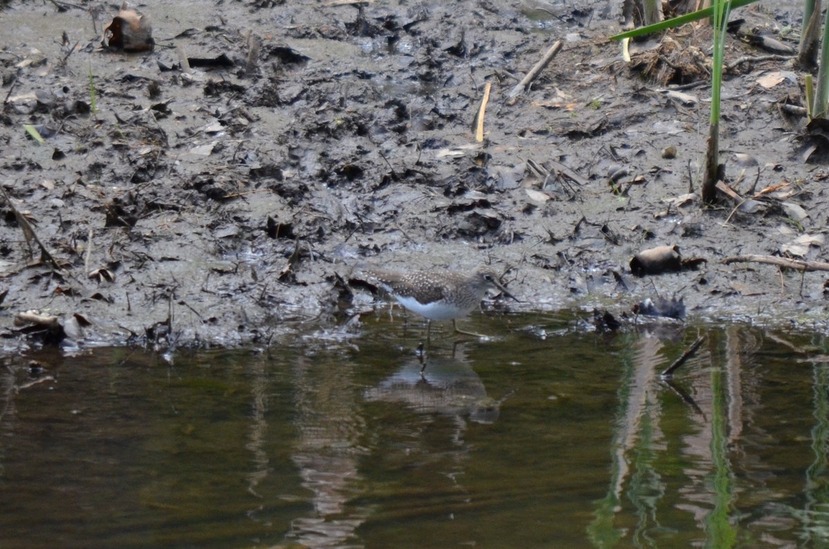 Solitary Sandpiper - Colin Moran Henneberry