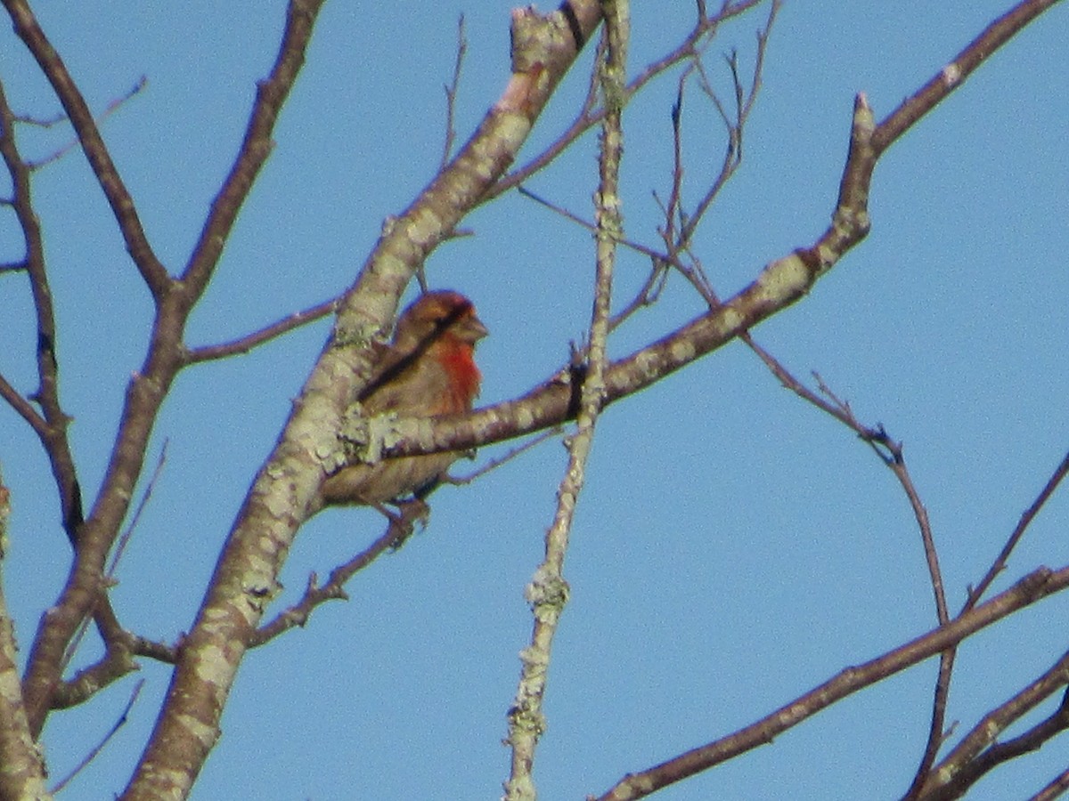 House Finch - jerry hutchinson