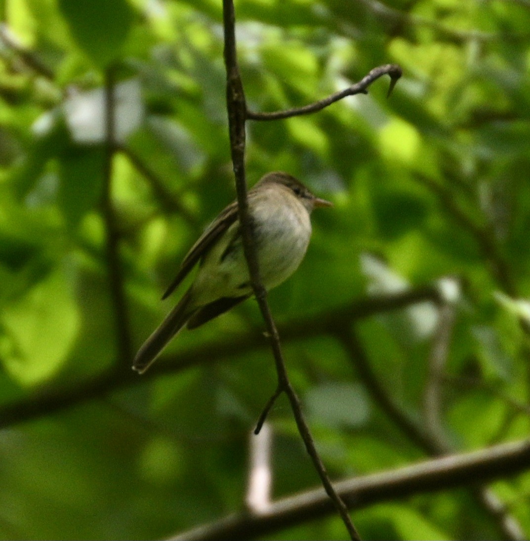 Acadian Flycatcher - ML618835913