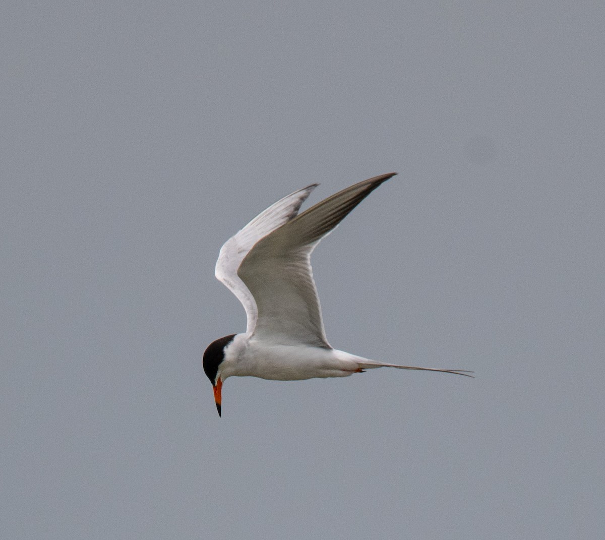 Forster's Tern - ML618835935