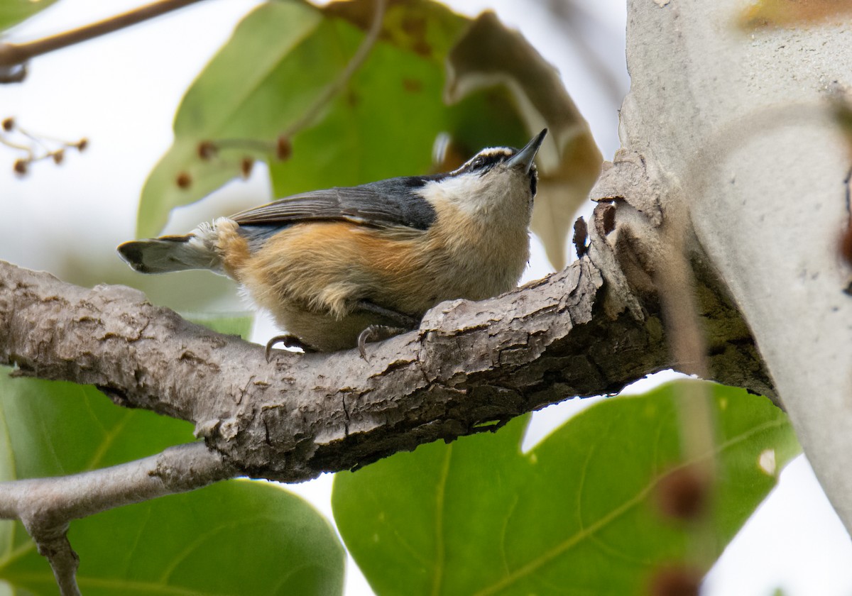 Red-breasted Nuthatch - Kim Moore