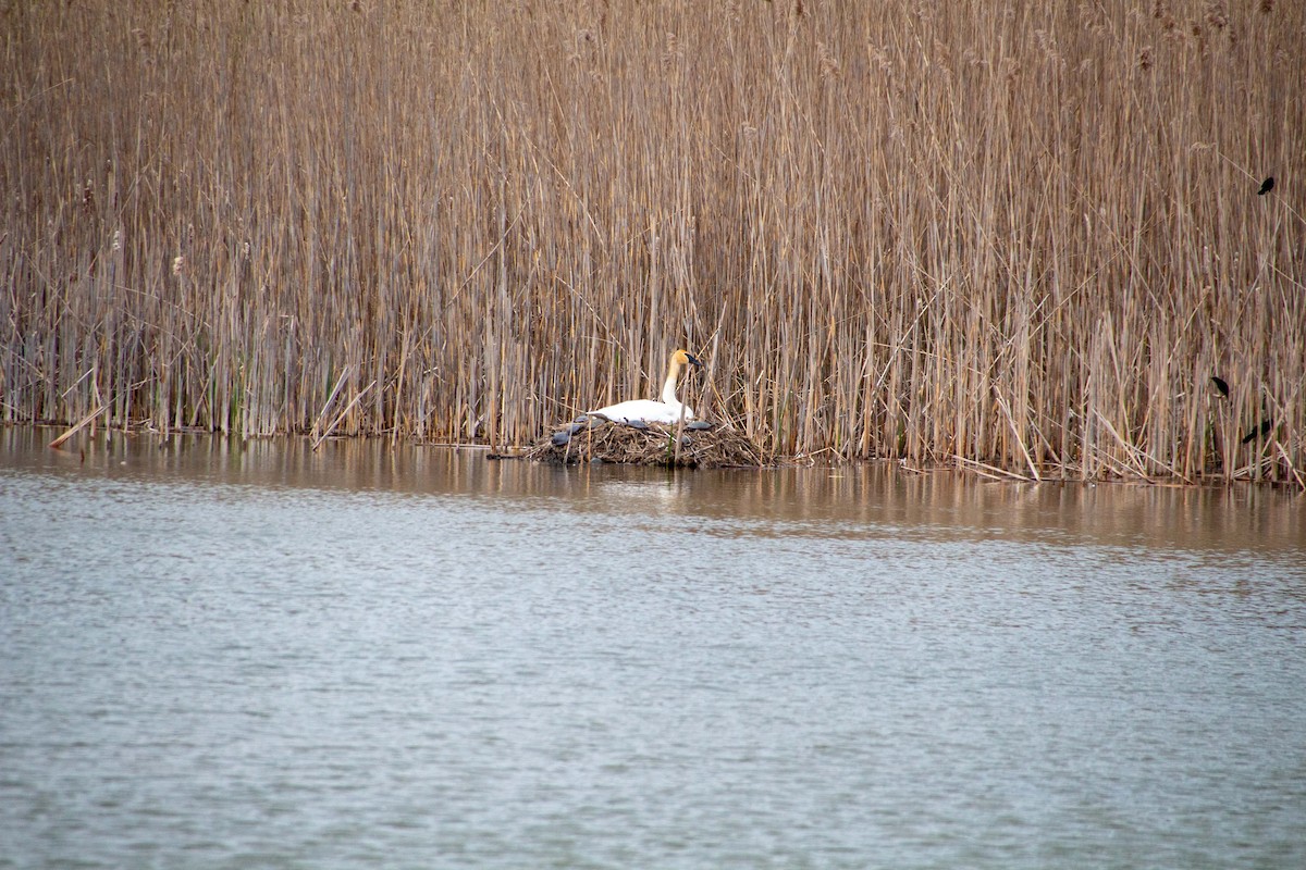 Trumpeter Swan - John Muzik