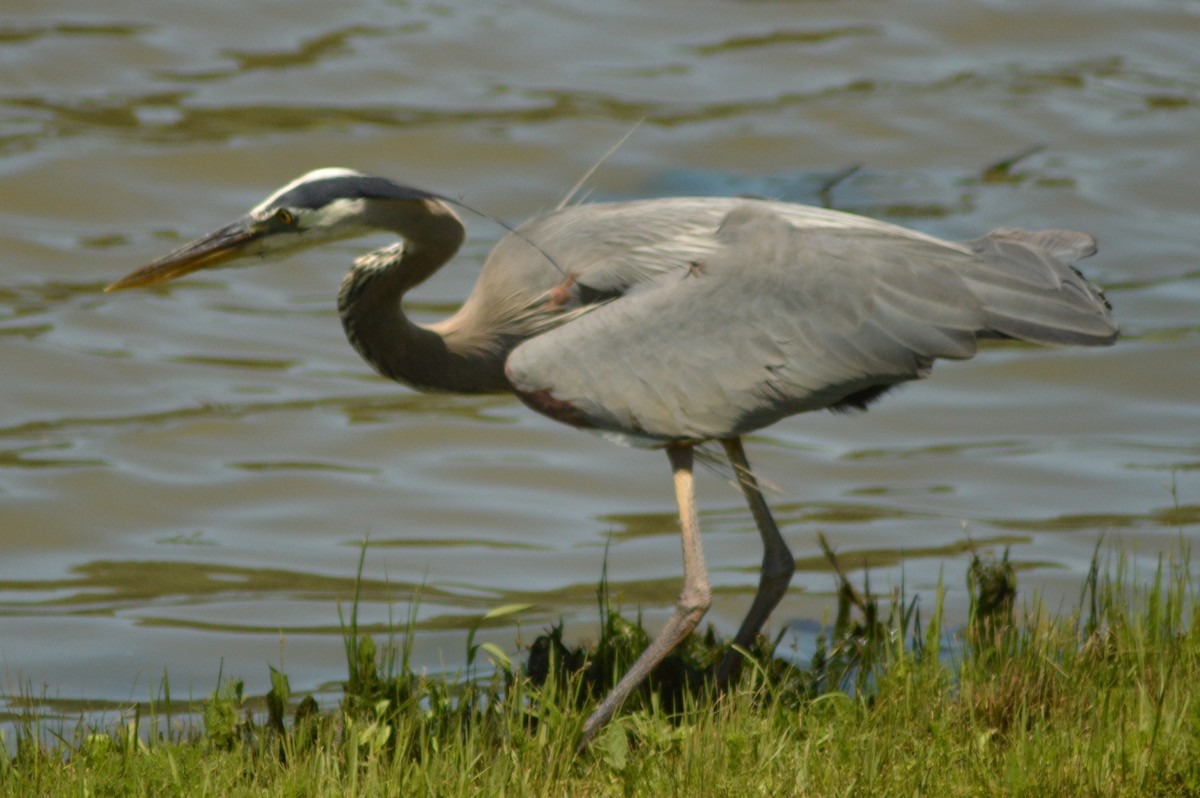 Great Blue Heron - ML618835961