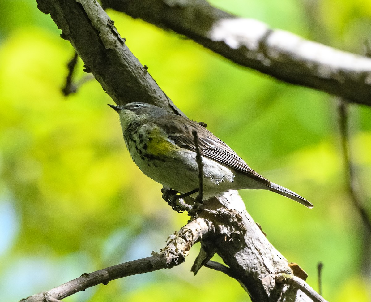 Yellow-rumped Warbler (Myrtle) - David Taliaferro