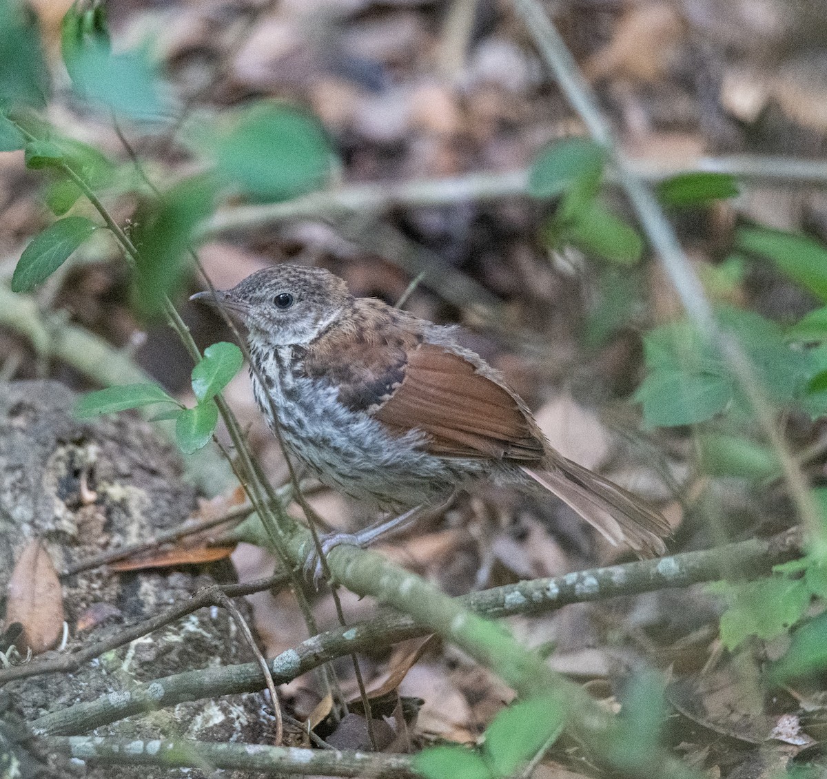 Brown Thrasher - Robert Provost