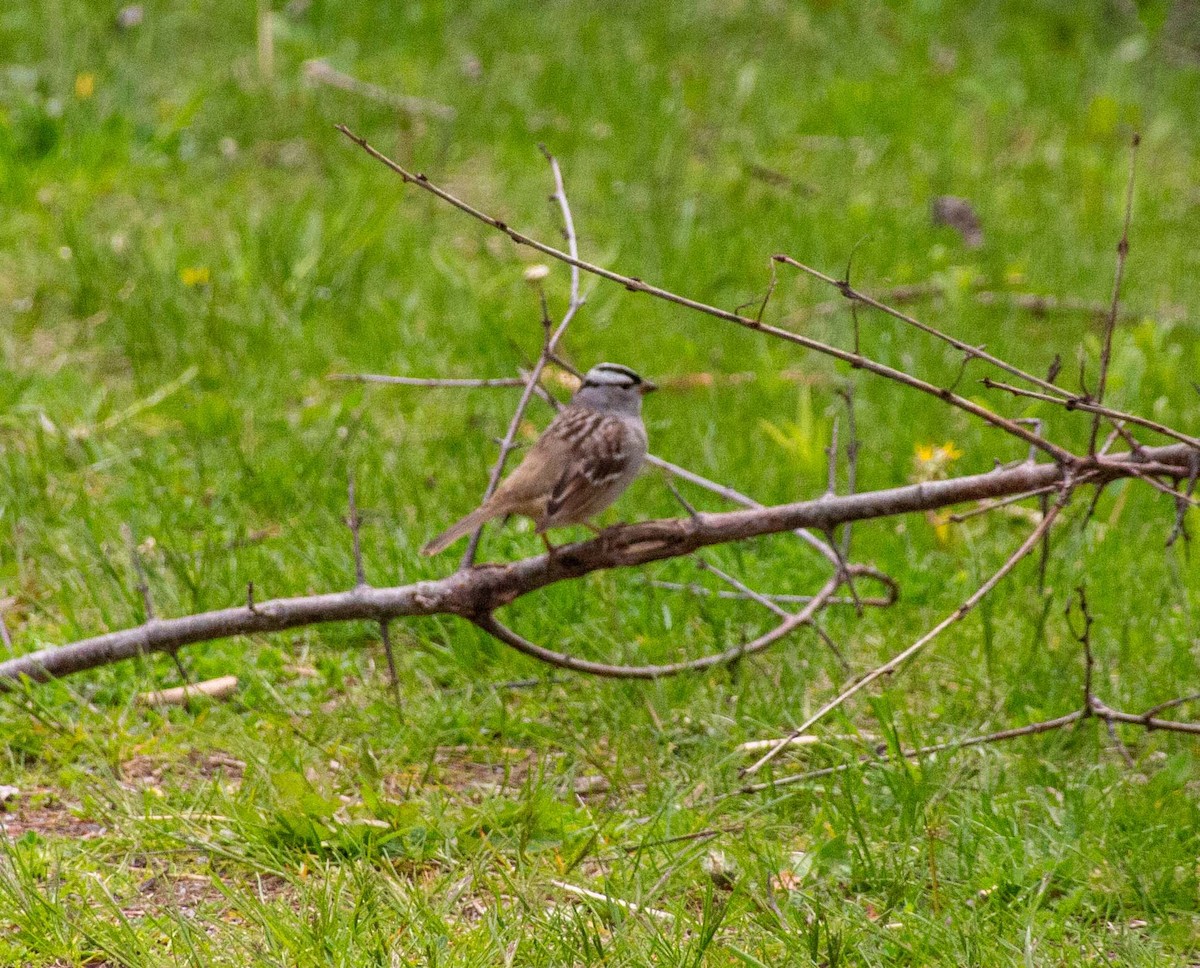 White-crowned Sparrow - John Muzik