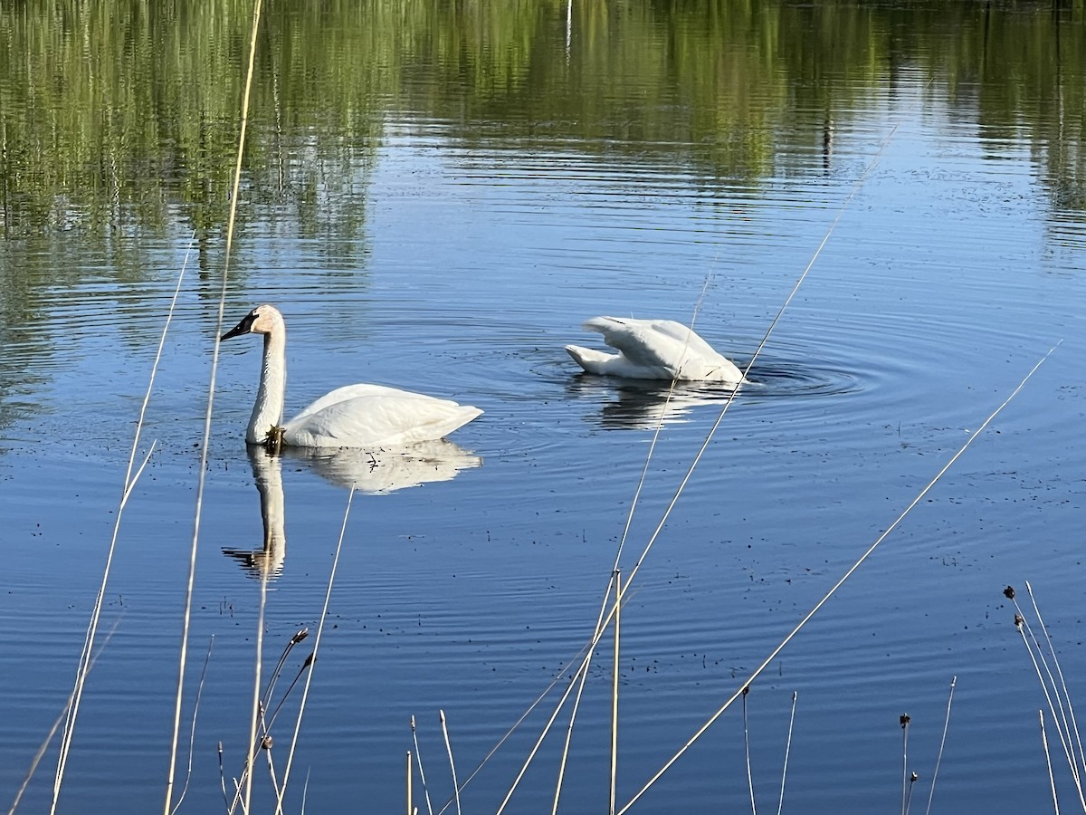 Trumpeter Swan - ML618835992