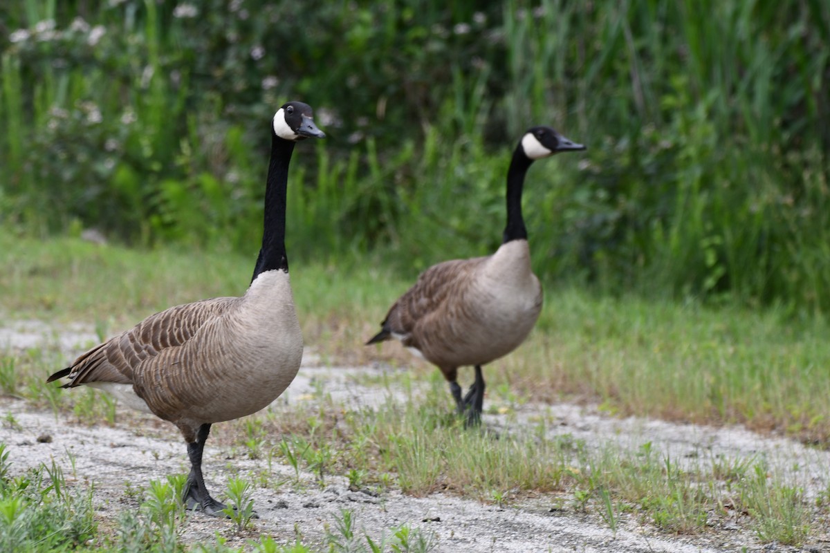 Canada Goose - Michael Kendrick