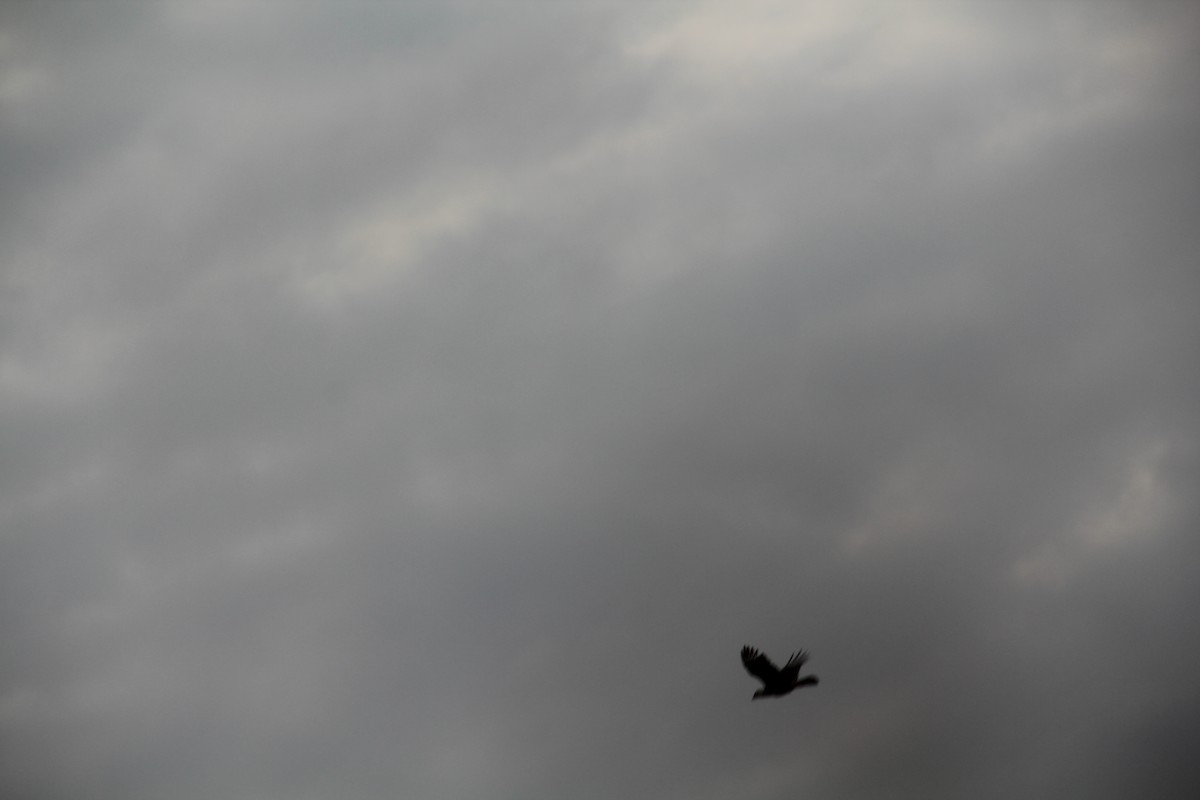 Crested Caracara - Texas Bird Family