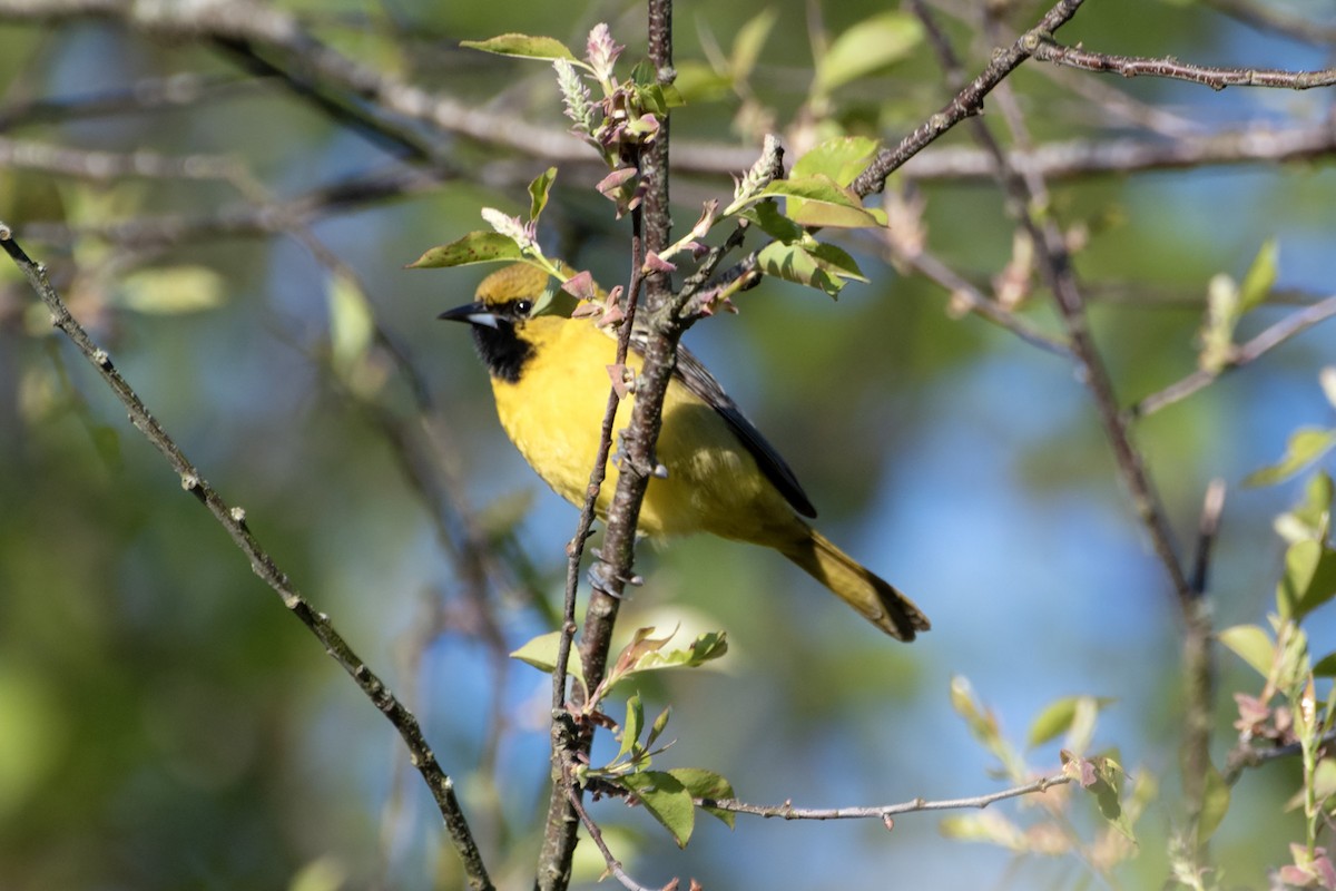 Orchard Oriole - James Hatfield