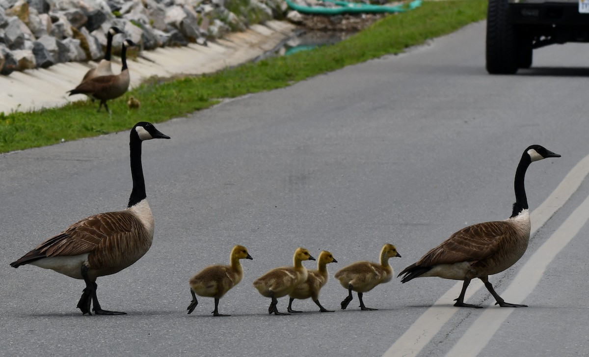 Canada Goose - Michael Kendrick