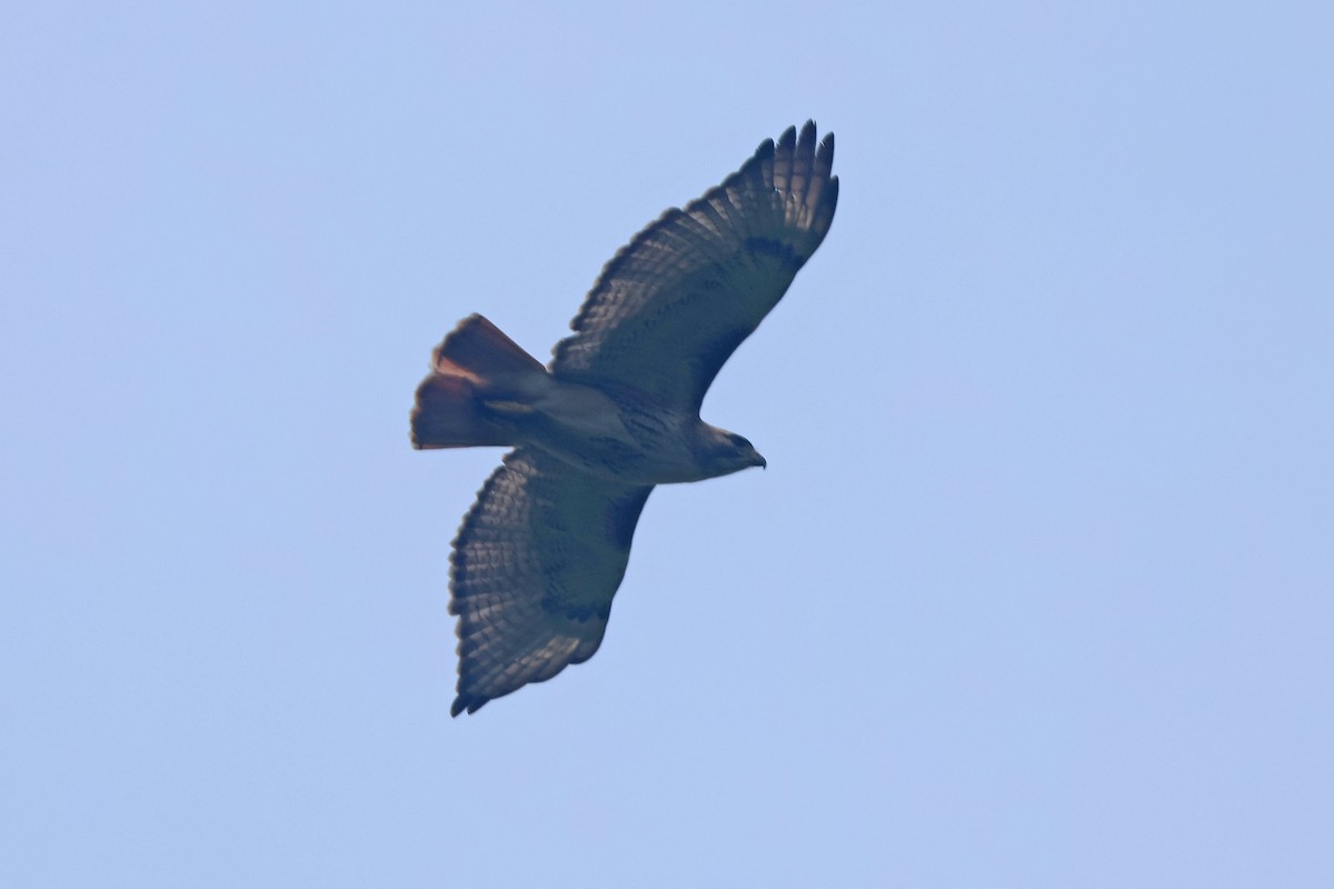 Red-tailed Hawk - ML618836010